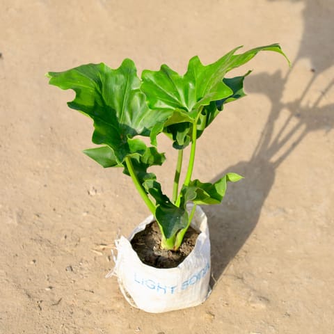 Philodendron Selloum in 4 Inch Nursery bag