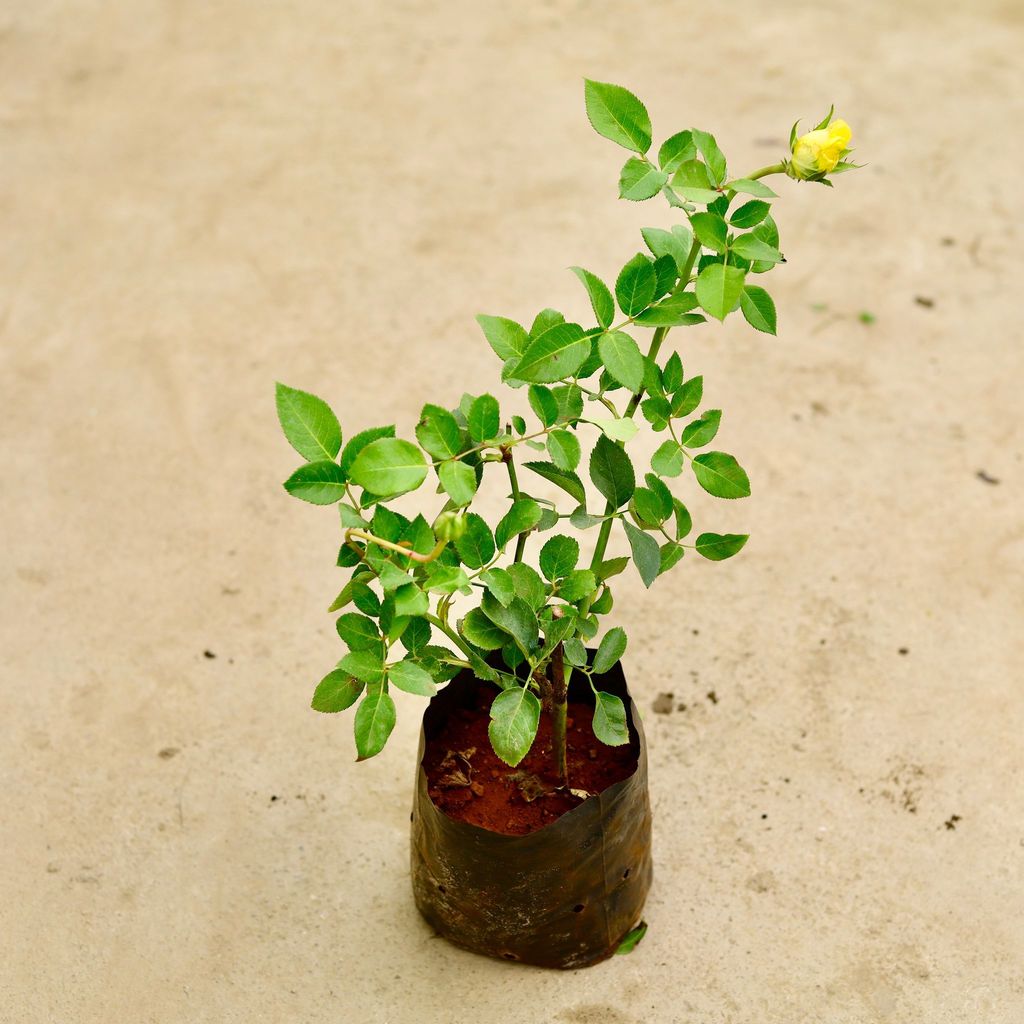 Buy Rose / Gulab Yellow in 6 Inch Nursery Bag Online | Urvann.com Rose / Gulab Yellow in 6 Inch Nursery Bag