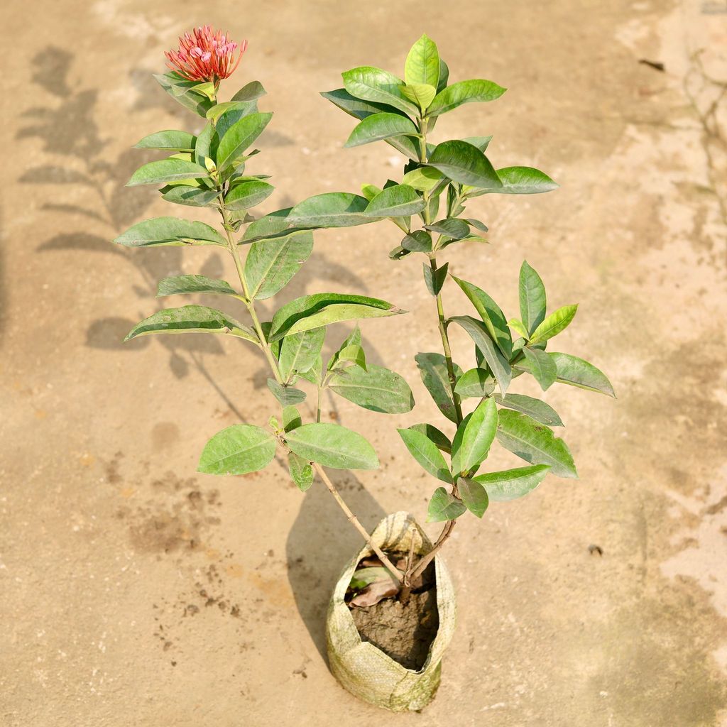 Buy Ixora (any colour) in 8 Inch Nursery Bag Online | Urvann.com Ixora (any colour) in 8 Inch Nursery Bag