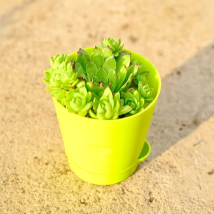 Buy Chicks and Hens Succulent in 4 Inch Green Florence Self Watering Pot Online | Urvann.com