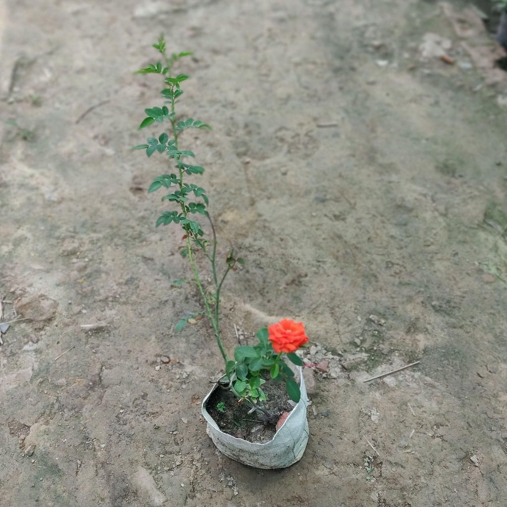 Buy Rose Plant (Any Colour) in 8 Inch Nursery Bag Online | Urvann.com Rose Plant (Any Colour) in 8 Inch Nursery Bag