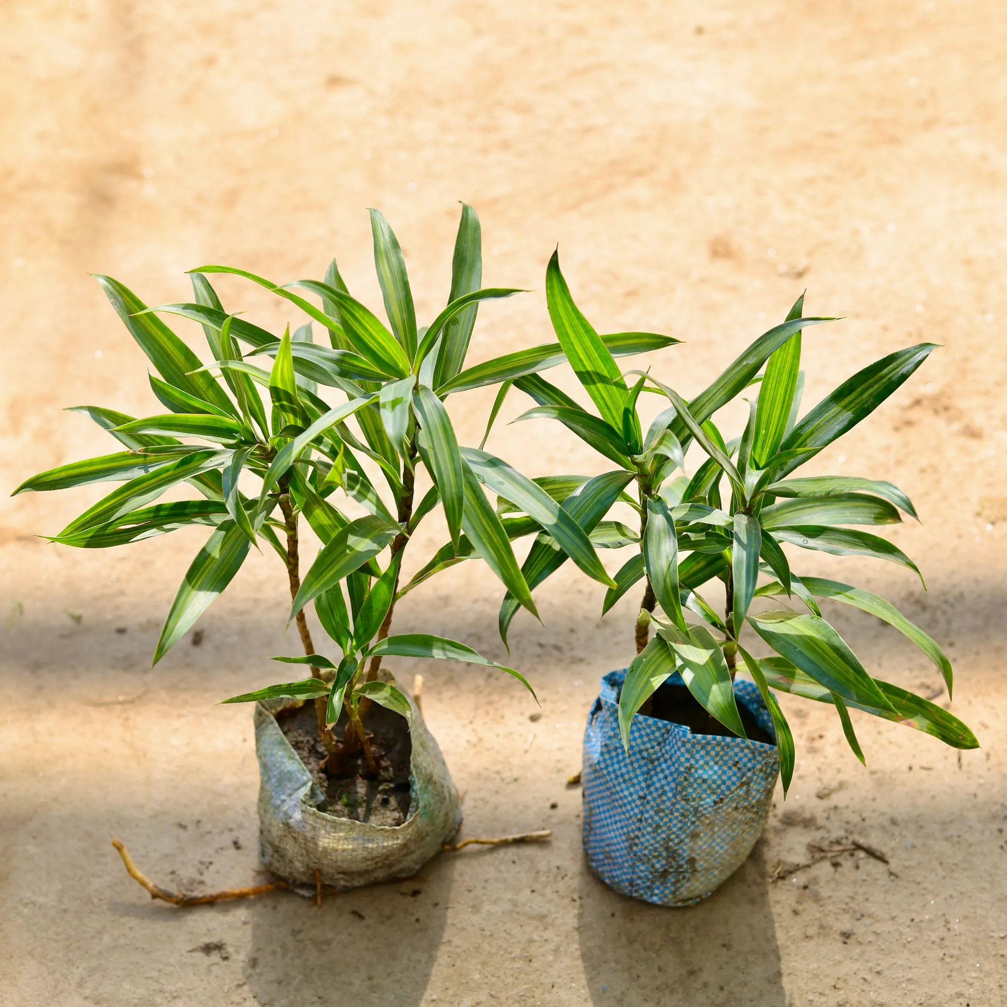 Dracaena Messenger in 4 Inch Nursery bag