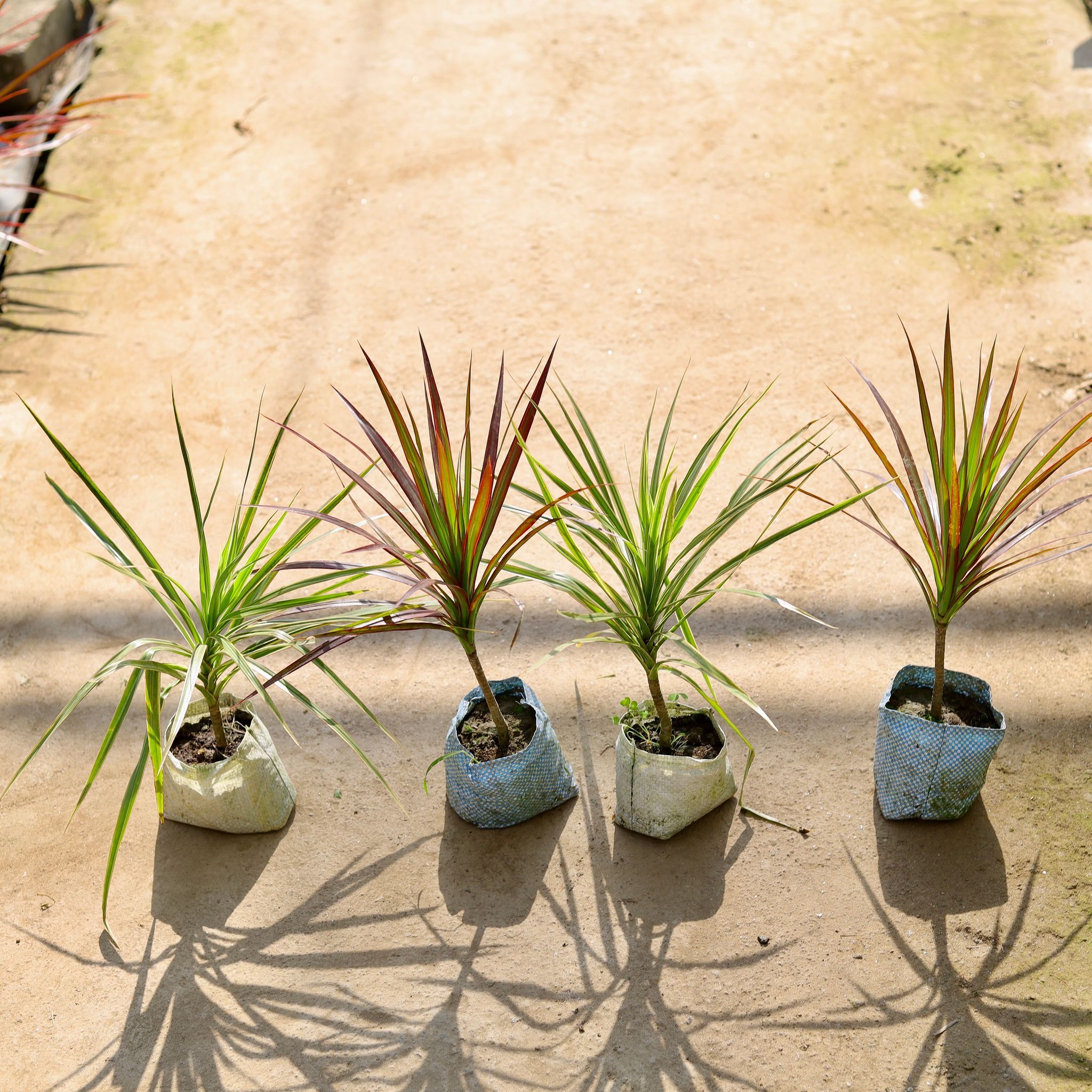 Set of 2 - Dracaena (White & Red) in 4 Inch Nursery bag