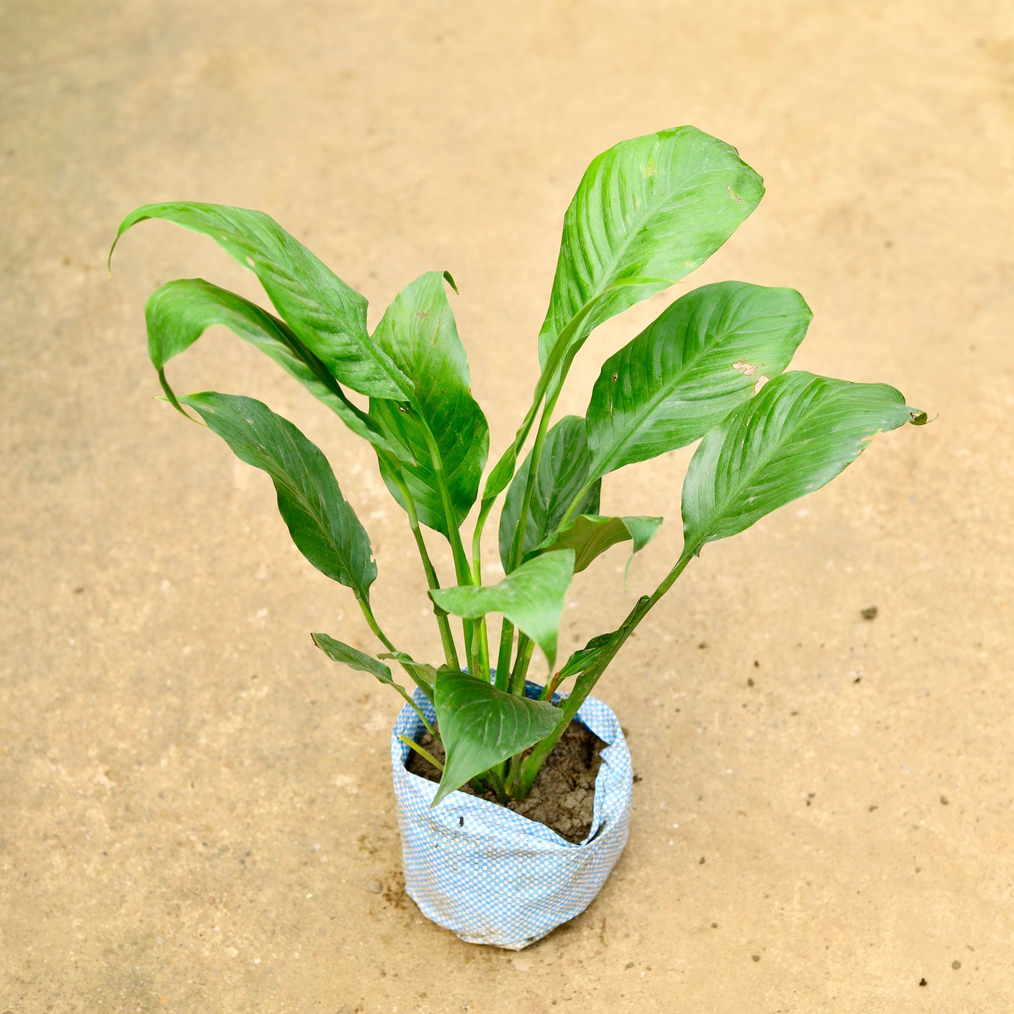 Peace Lily in 8 Inch Nursery Bag