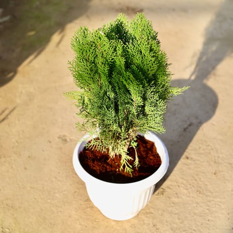 Morpankhi in 10 Inch White Olive Plastic Pot