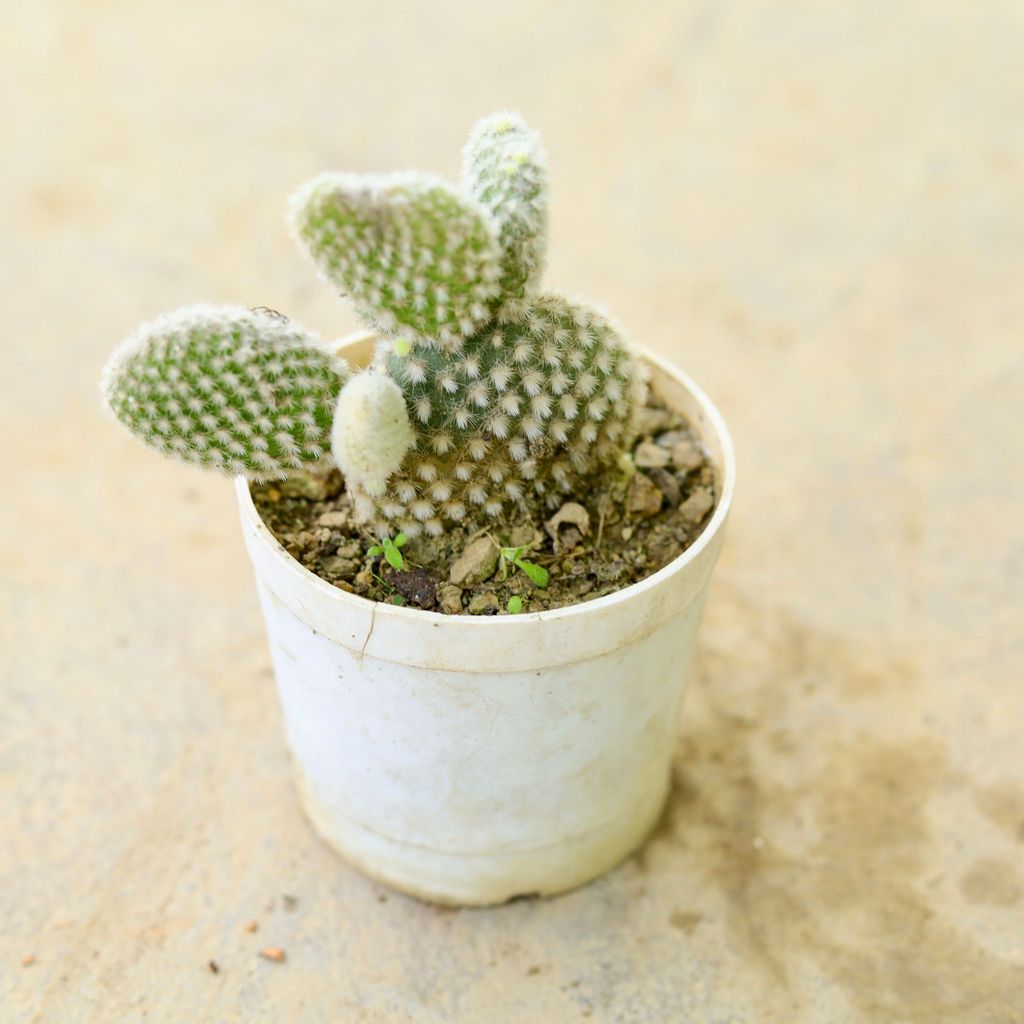 Buy Bunny Ear Silver Cactus in 4 Inch Nursery Pot Online | Urvann.com Bunny Ear Silver Cactus in 4 Inch Nursery Pot