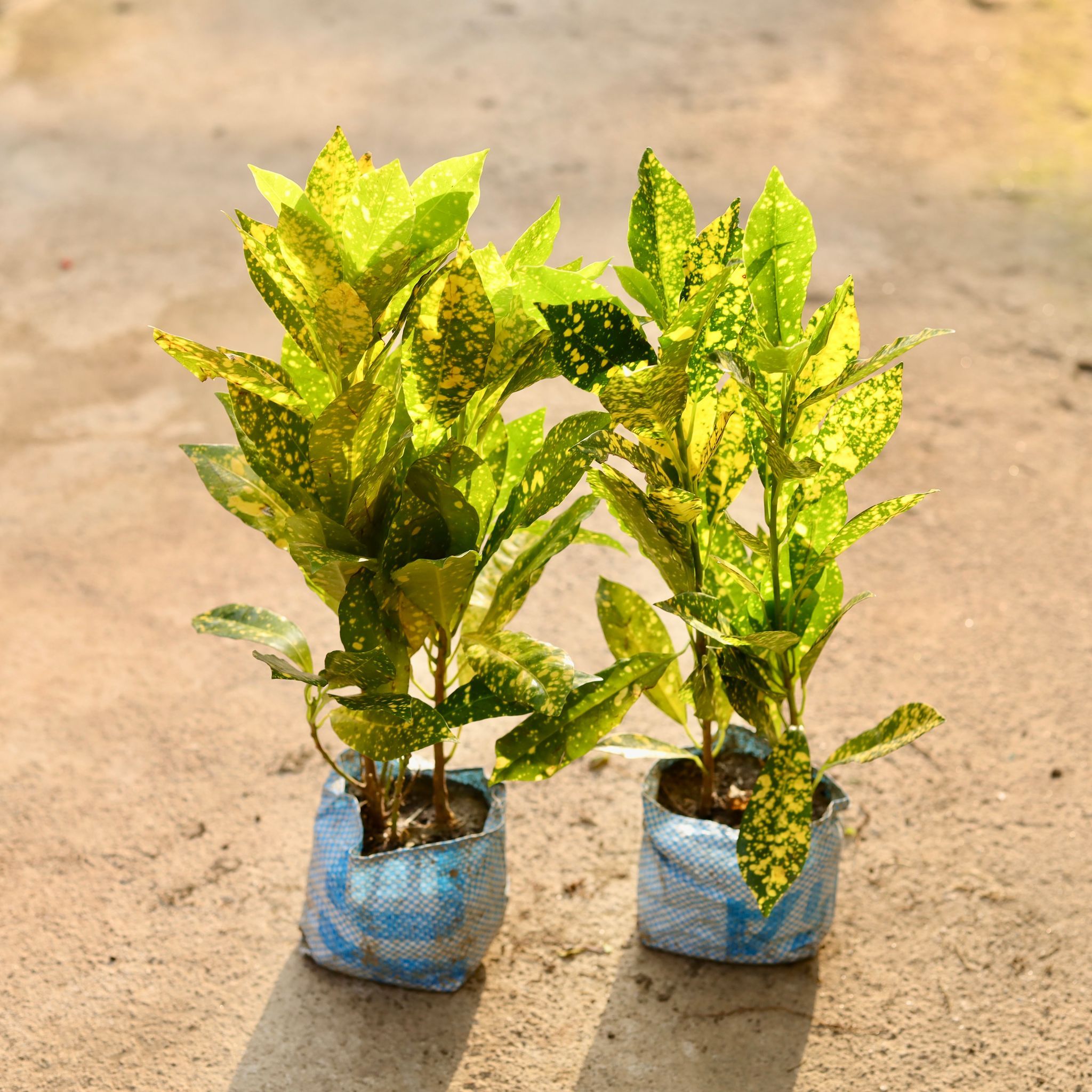 Set of 2 - Baby croton in 4 Inch Nursery Bag
