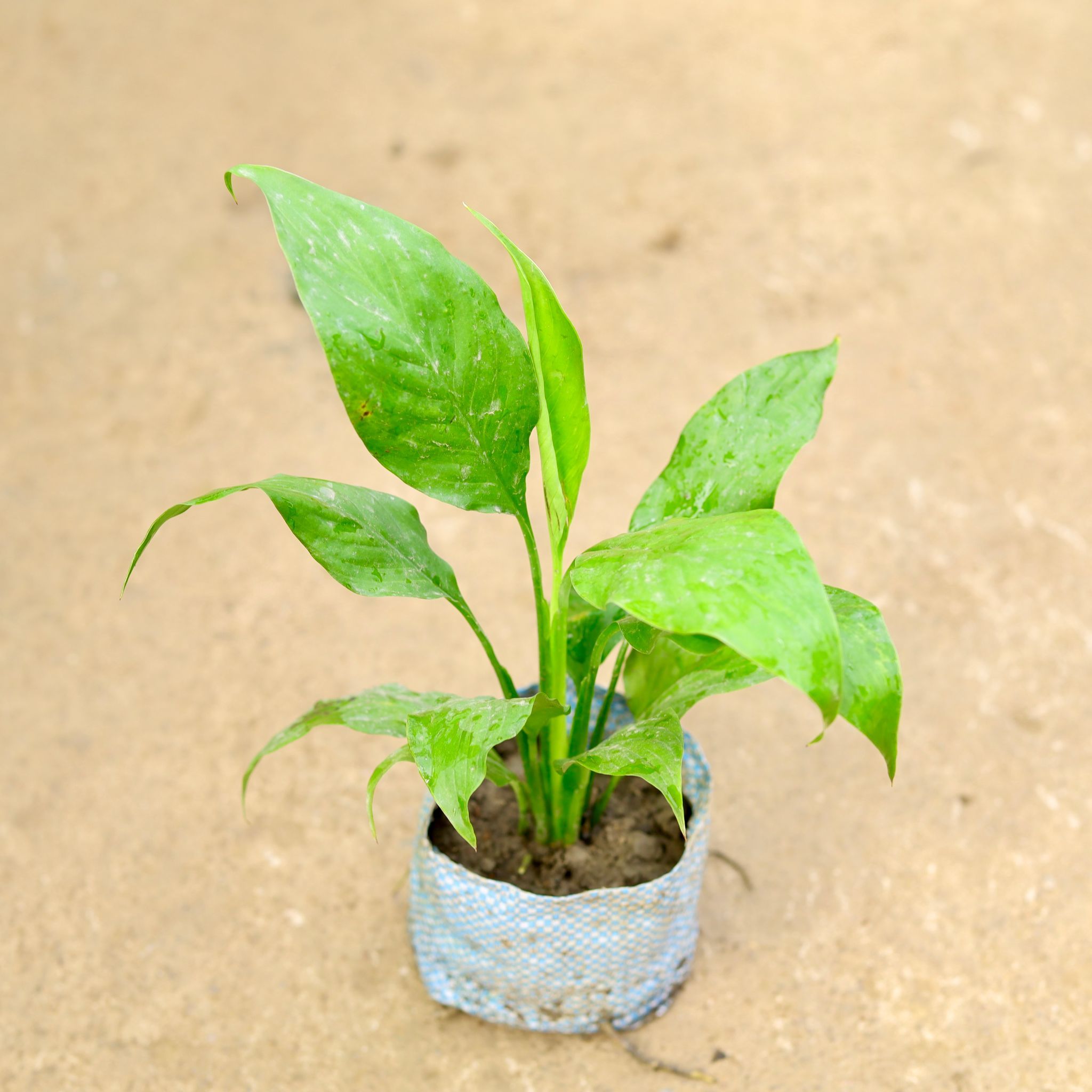 Peace Lily in 4 Inch Nursery Bag