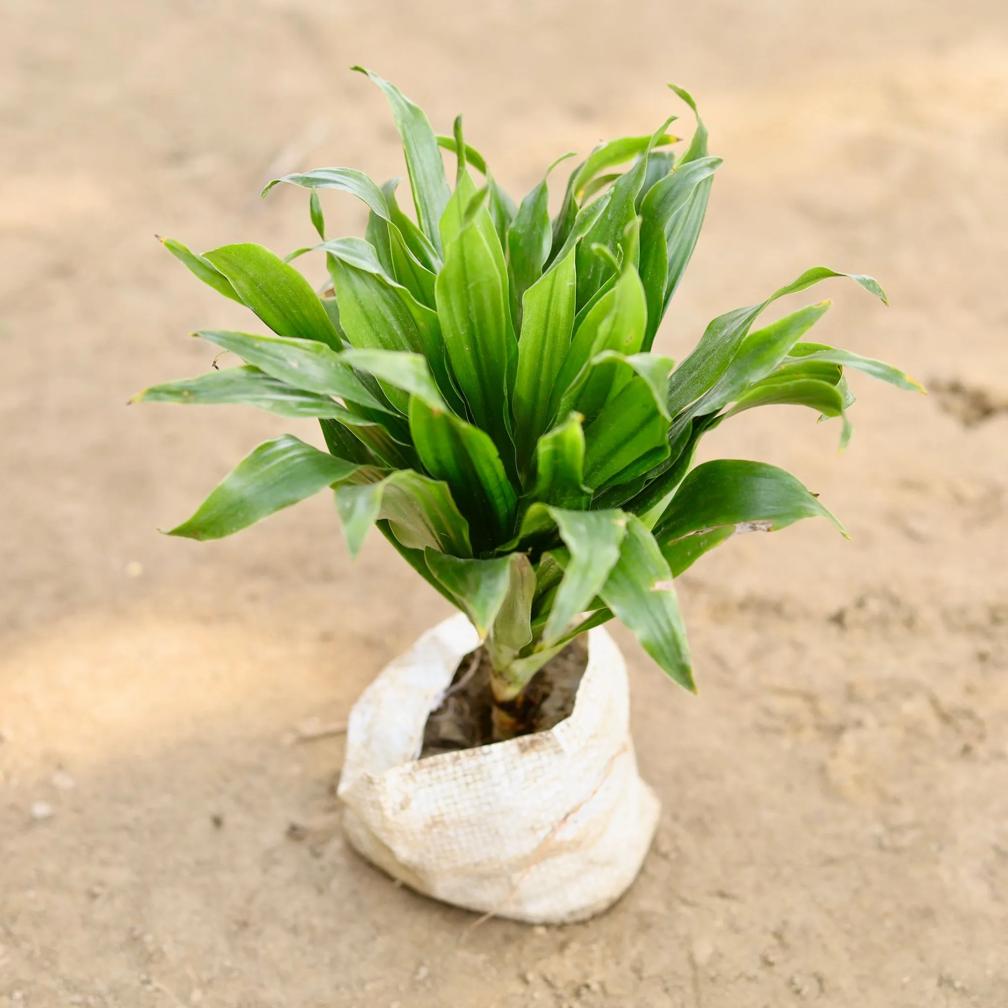 Dracaena Compacta in 4 Inch Nursery bag