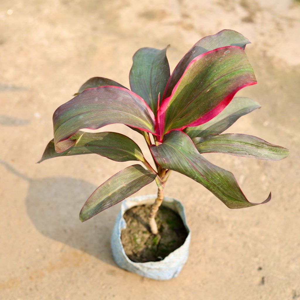 Buy Dracaena Kedarnath in 4 Inch Nursery Bag Online | Urvann.com Dracaena Kedarnath in 4 Inch Nursery Bag