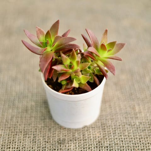 Crassula Campfire Succulent in 3 Inch Nursery Pot