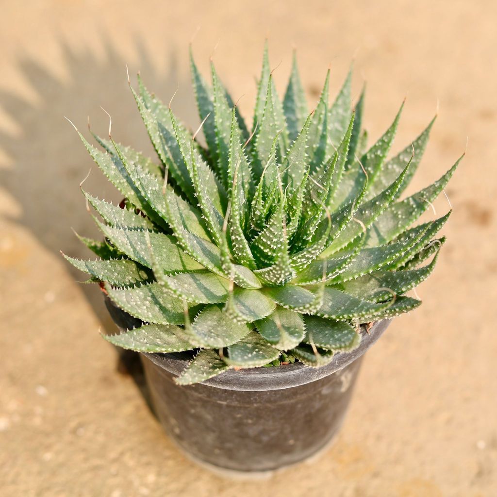 Buy Aloe Aristata Succulent in 3 Inch Nursery Pot Online | Urvann.com Aloe Aristata Succulent in 3 Inch Nursery Pot