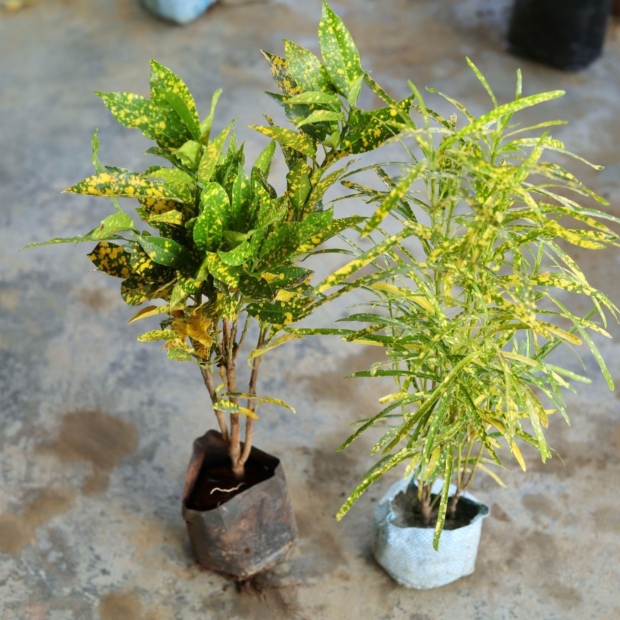 Set of 2 - (Baby, Chironji) Croton in 4 Inch Nursery Bag