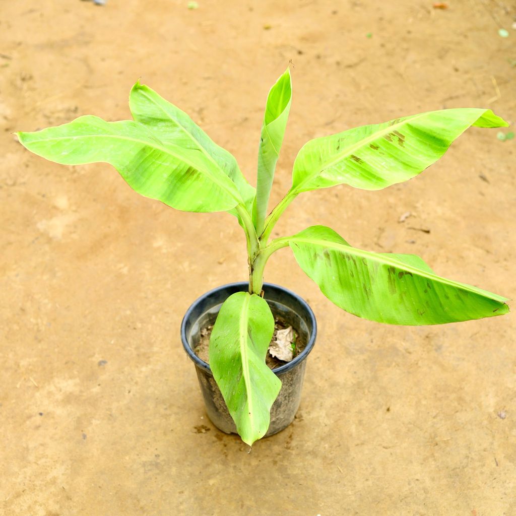 Buy Banana Plant in 8 Inch Nursery Pot Online | Urvann.com Banana Plant in 8 Inch Nursery Pot