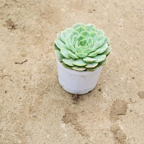 Echevaria Green Succulent in 3 Inch Live Fresh Plant Nursery Pot in Noida Sector 5