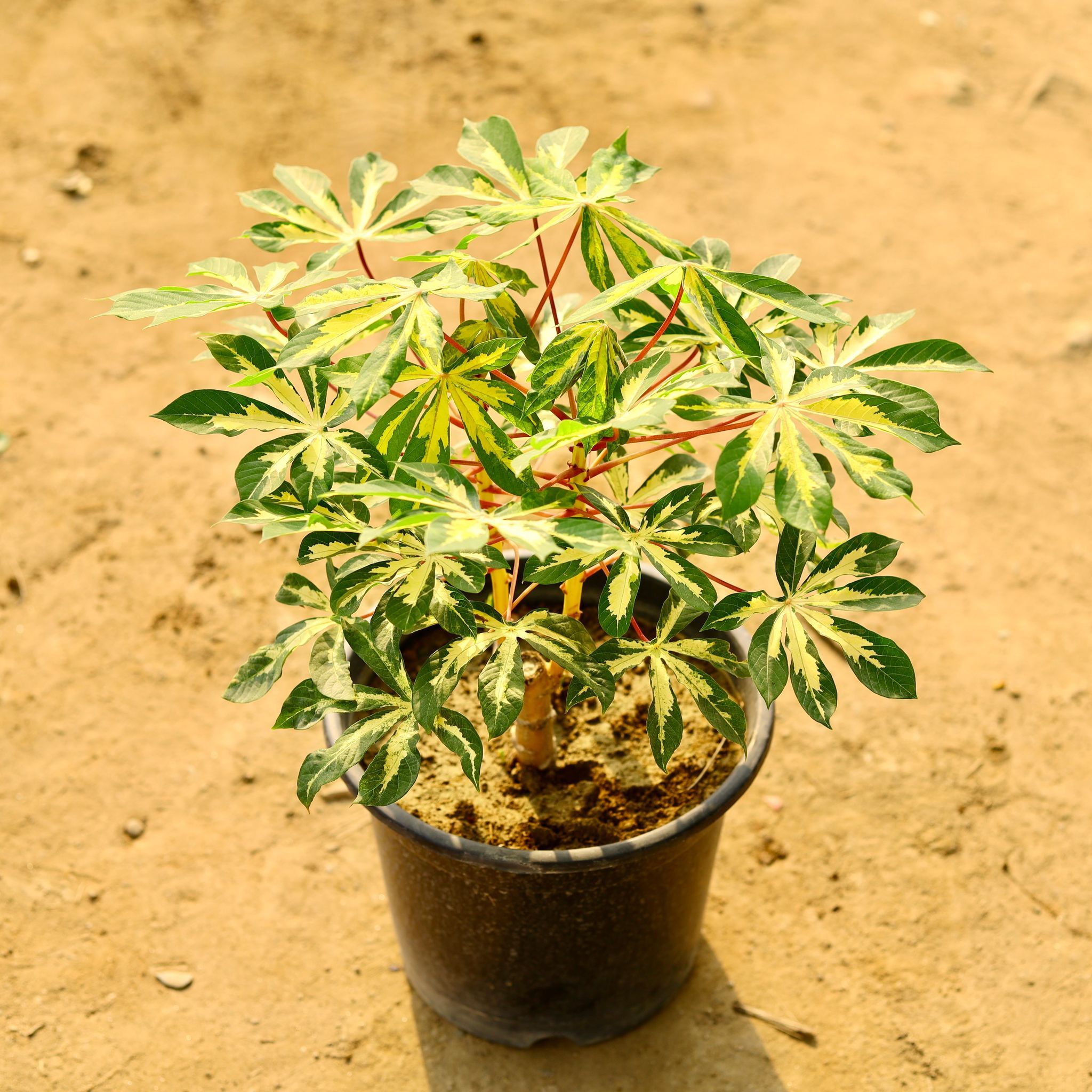 Tapioca / Cassava in 8 Inch Nursery Pot