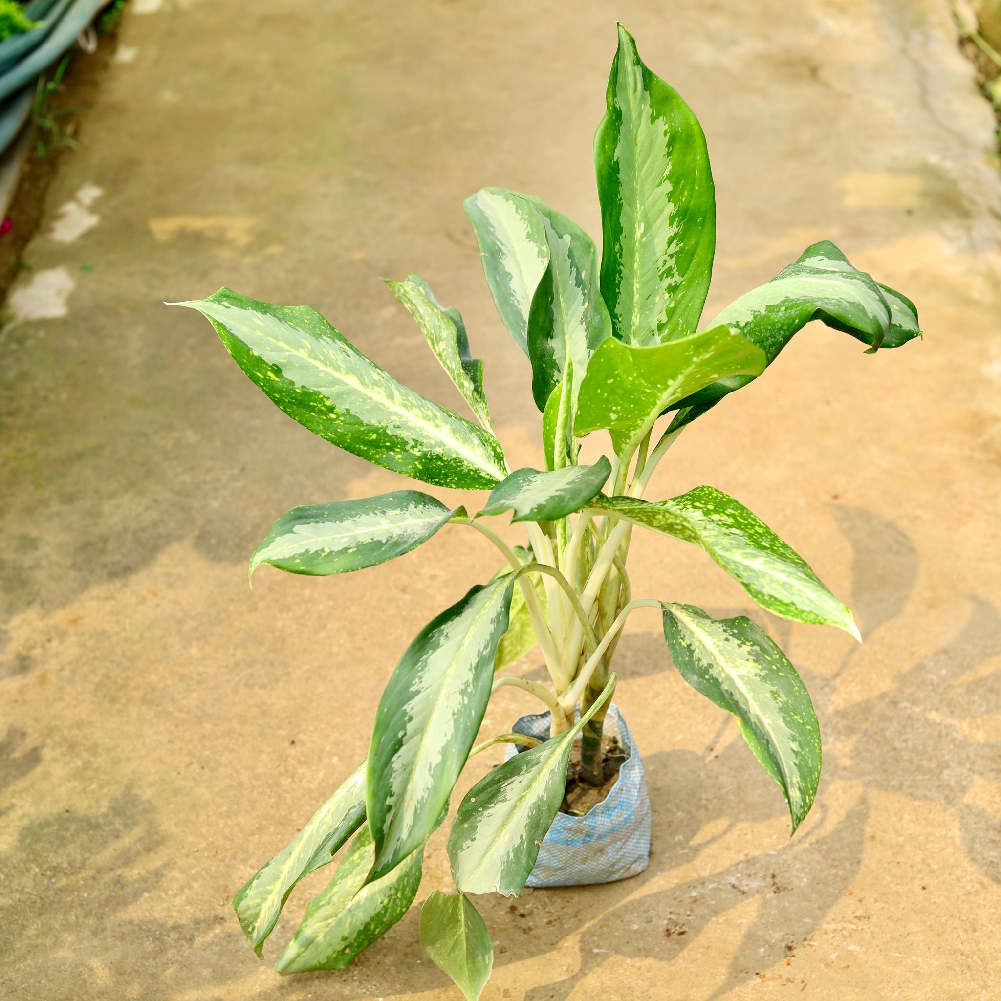Aglaonema Dove in 8 Inch Nursery Bag