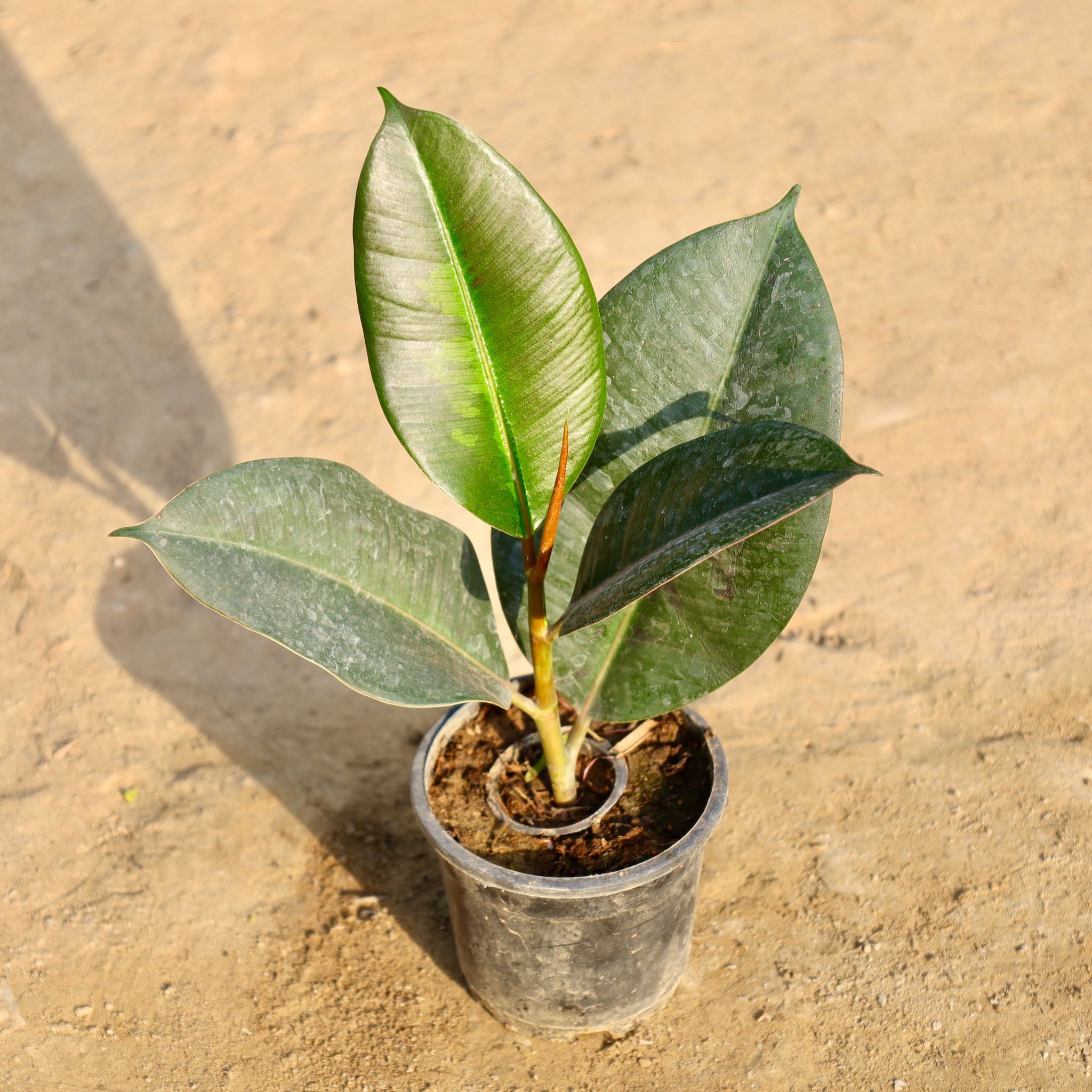 Rubber Plant in 4 Inch Nursery Pot