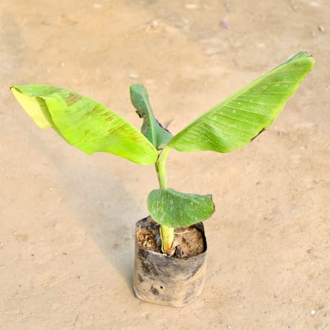 Banana Plant in 7 Inch Nursery Bag