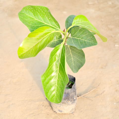Badh plant in 6 Inch Live Fresh Plant Nursery Bag in Sector 153
