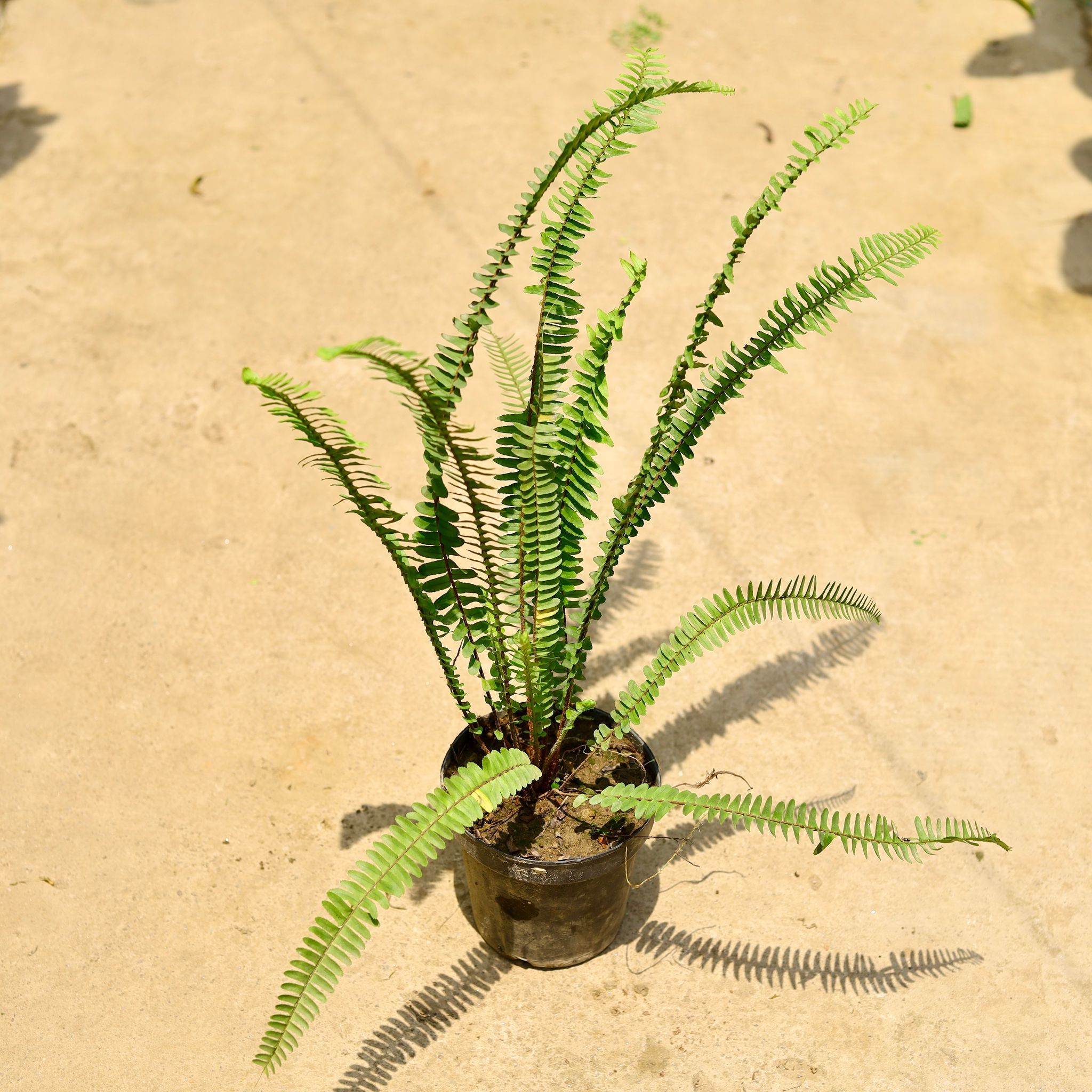 Fern green in 6 Inch Nursery Pot