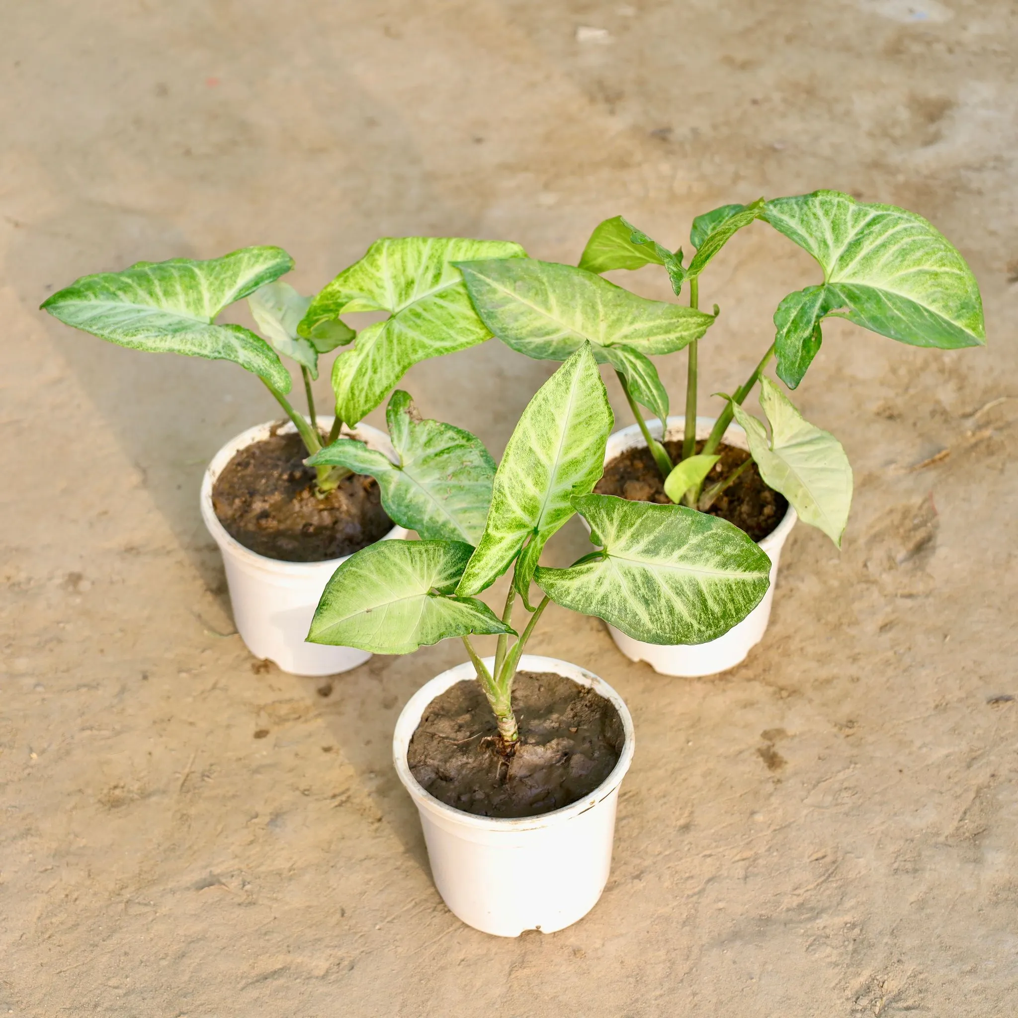 Set of 3 - Syngonium Arrowhead in 4 Inch Nursery Pot