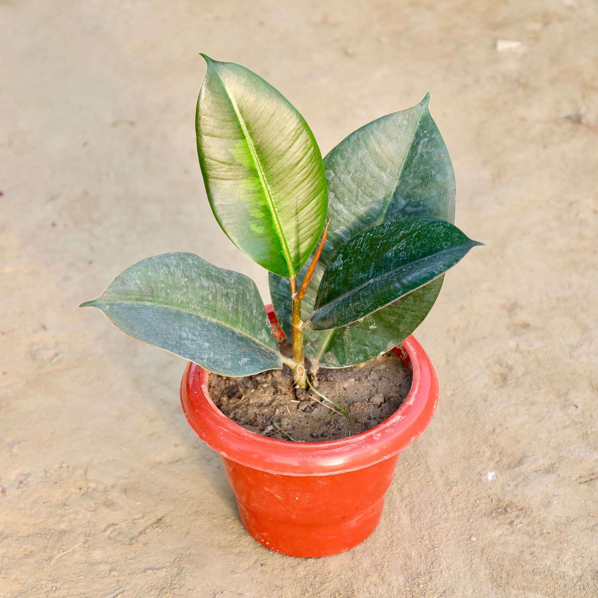 Rubber Plant in 6 Inch Red Classy Plastic Pot