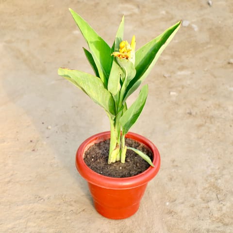 Canna (Any Colour) in 8 Inch Red Classy Plastic Pot