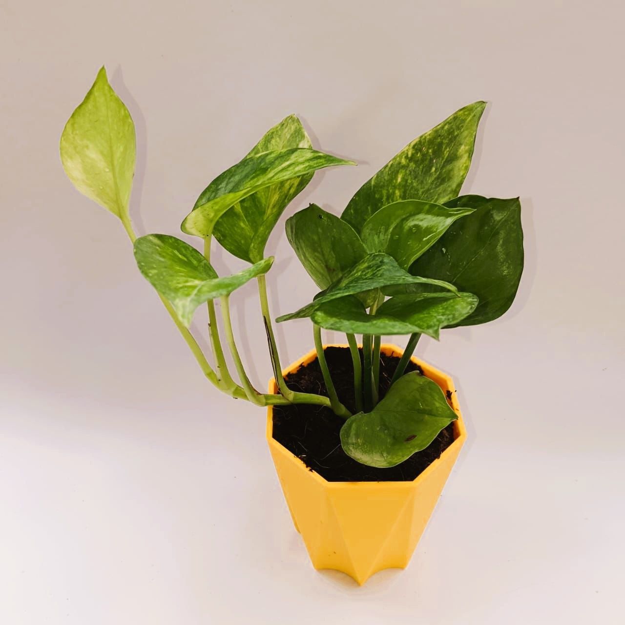 Money plant green variagated in 4 Inch Yellow Premium Diamanti Plastic Pot