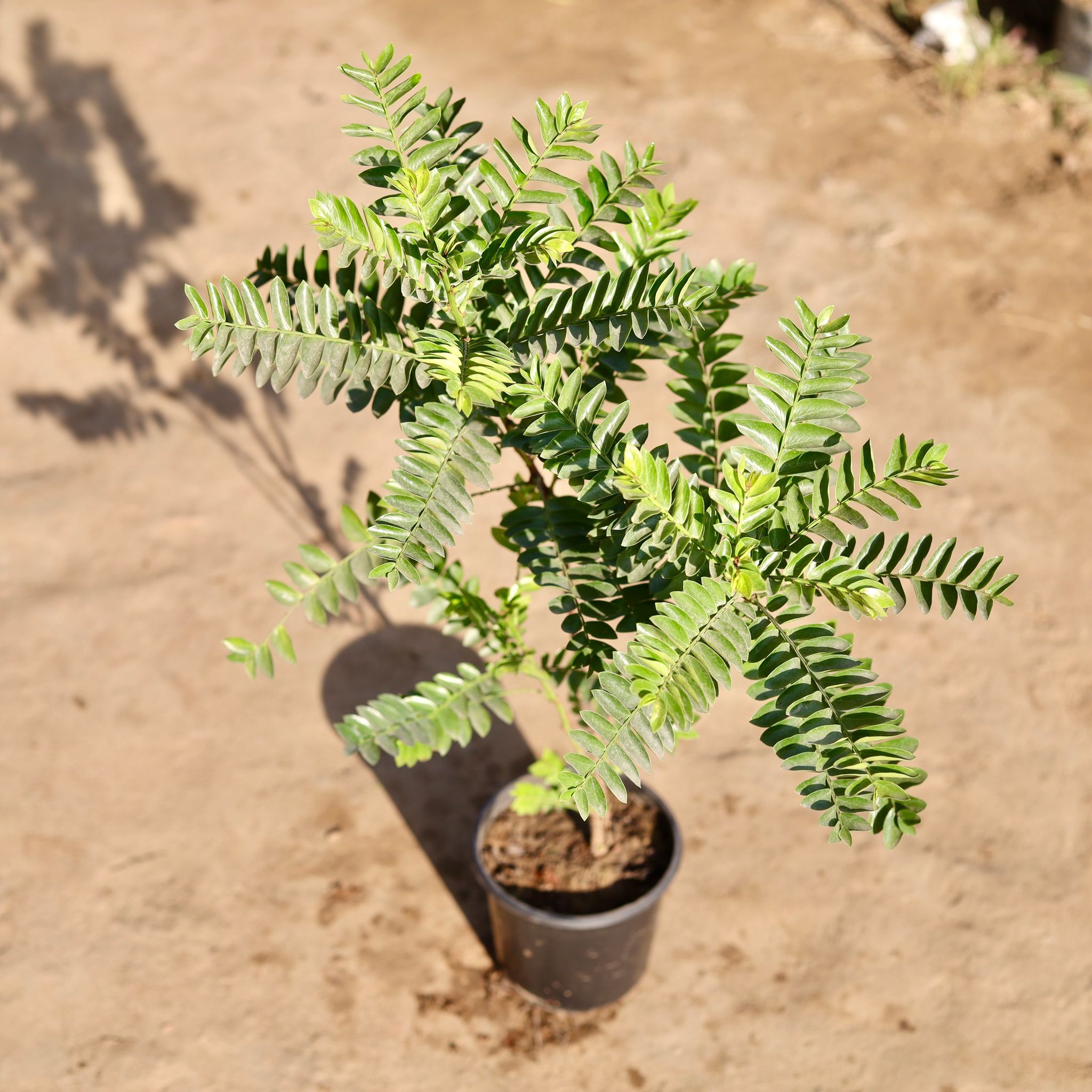 Aamras in 6 Inch Nursery Pot