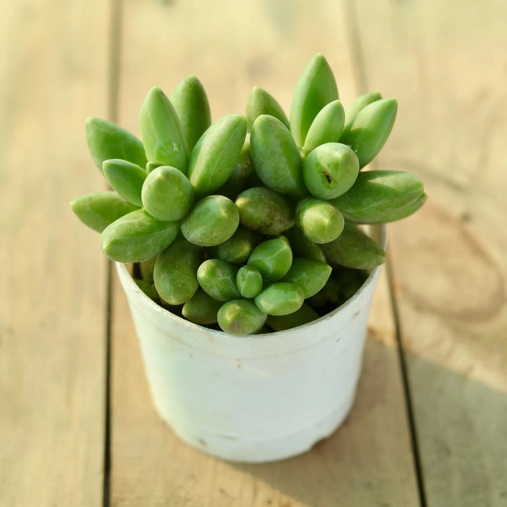 Pachyphytum Compactum / Little Jewel Succulent in 3 Inch Nursery Pot