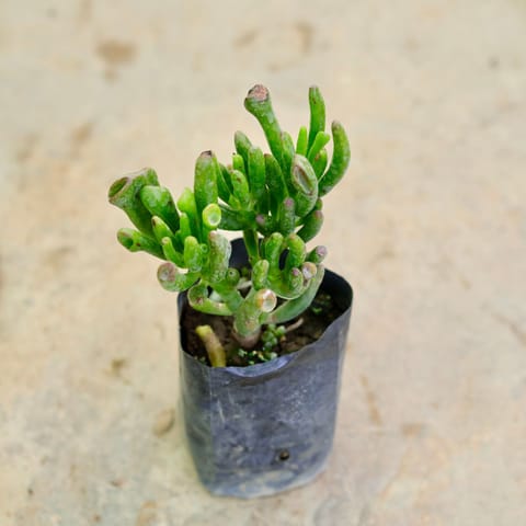 Finger Crassula in 3 Inch Nursery Pot