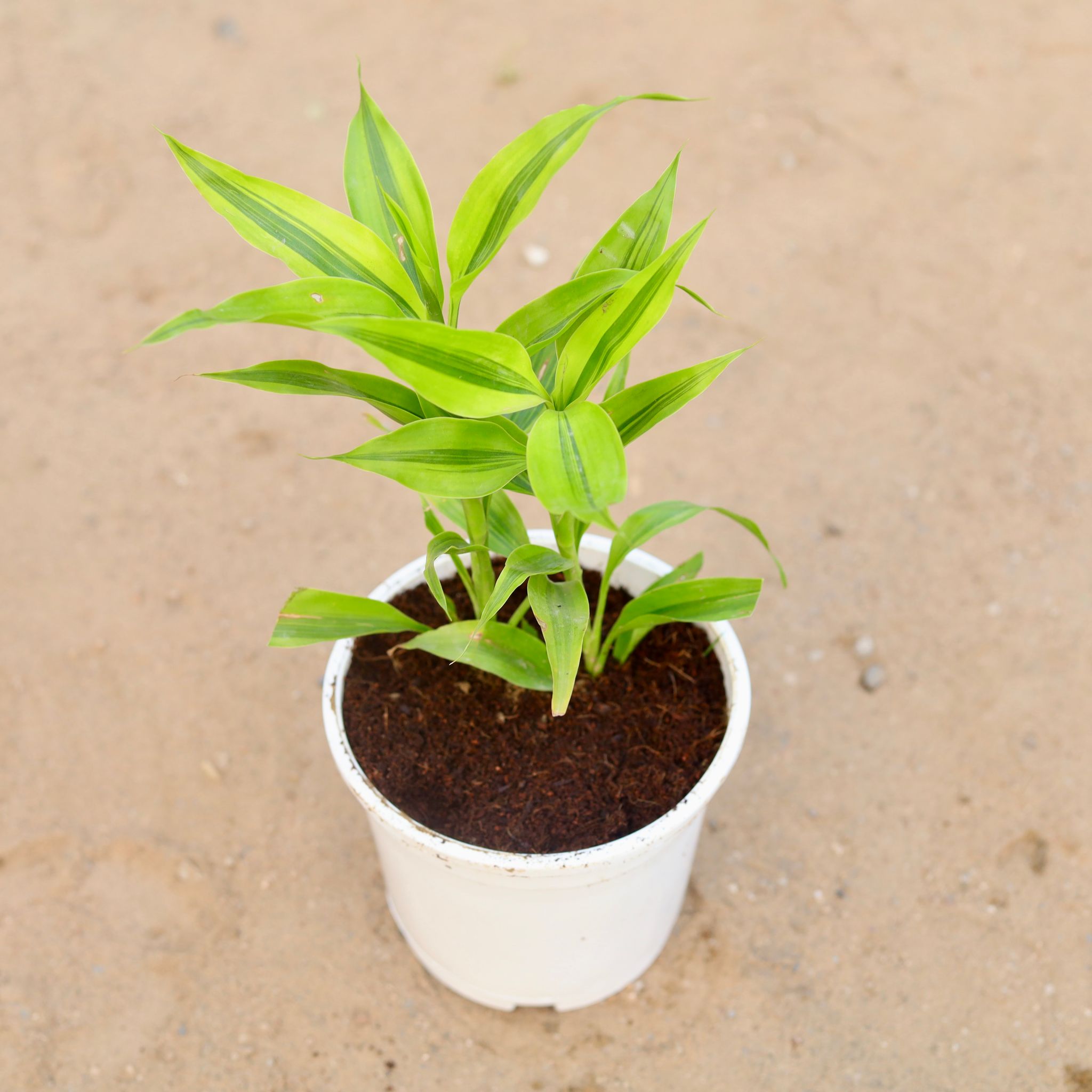 Golden Lucky Bamboo in 6 Inch White Nursery Pot