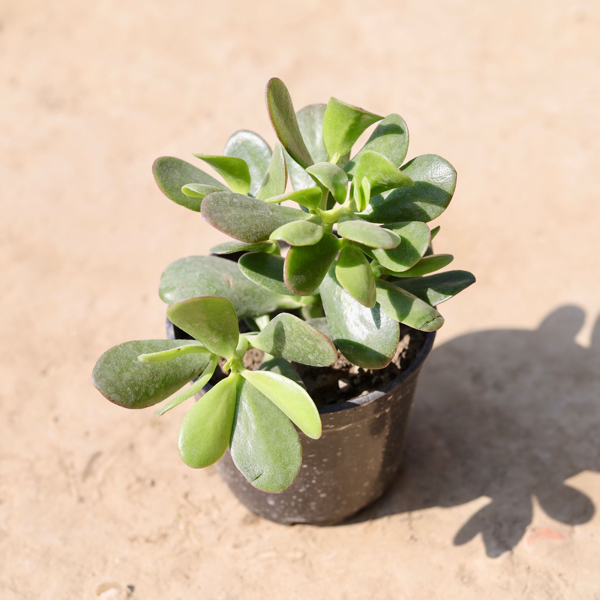 Crassula in 4 Inch Nursery Pot