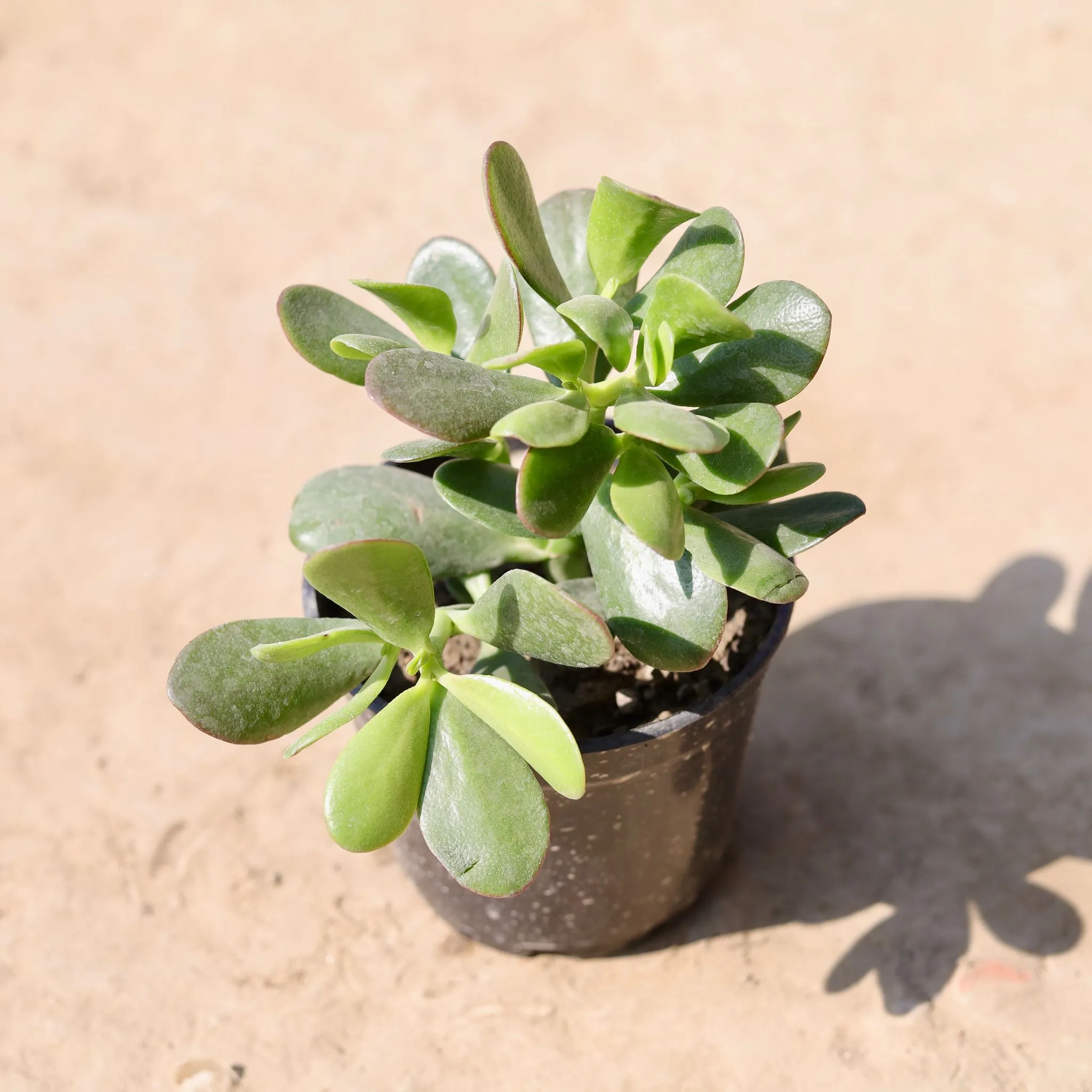 Crassula in 4 Inch Nursery Pot
