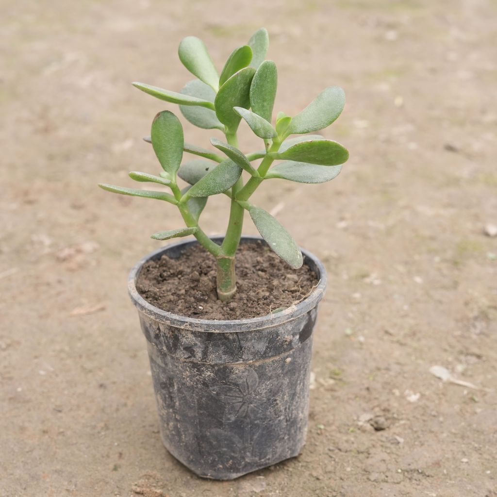 Buy Crassula Ovata Succulent in 3 Inch Nursery Pot Online | Urvann.com Crassula Ovata Succulent in 3 Inch Nursery Pot