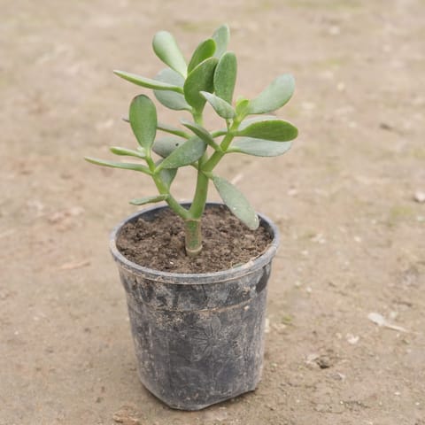 Crassula Ovata Succulent in 3 Inch Live Fresh Plant Nursery Pot in Sector 20