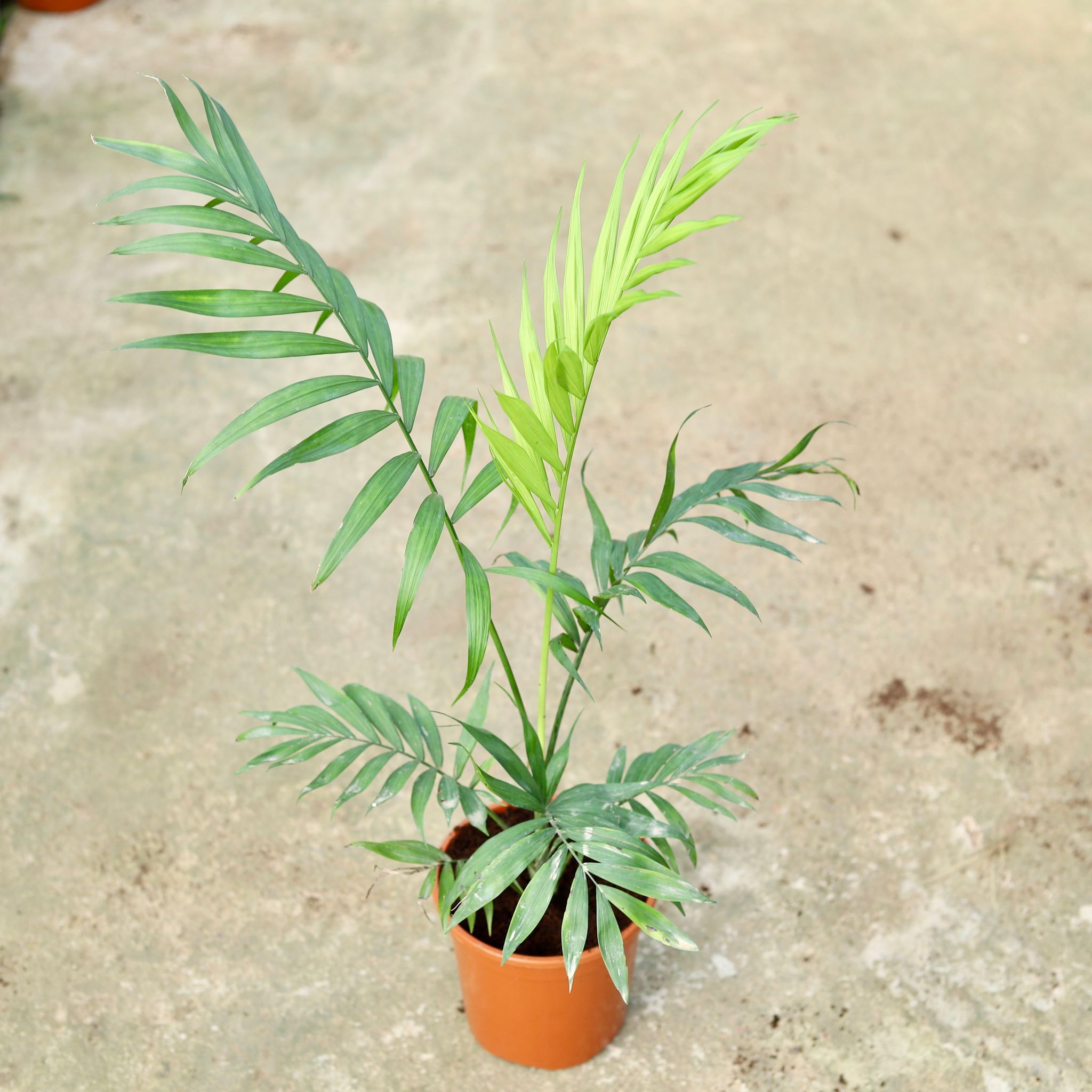 Chameadorea Palm in 6 Inch Red Nursery Pot