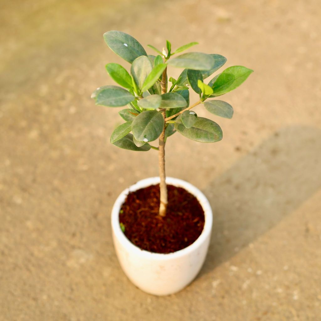 Buy Ficus long island in 4 Inch Classy White Cup Ceramic Pot Online | Urvann.com Ficus long island in 4 Inch Classy White Cup Ceramic Pot