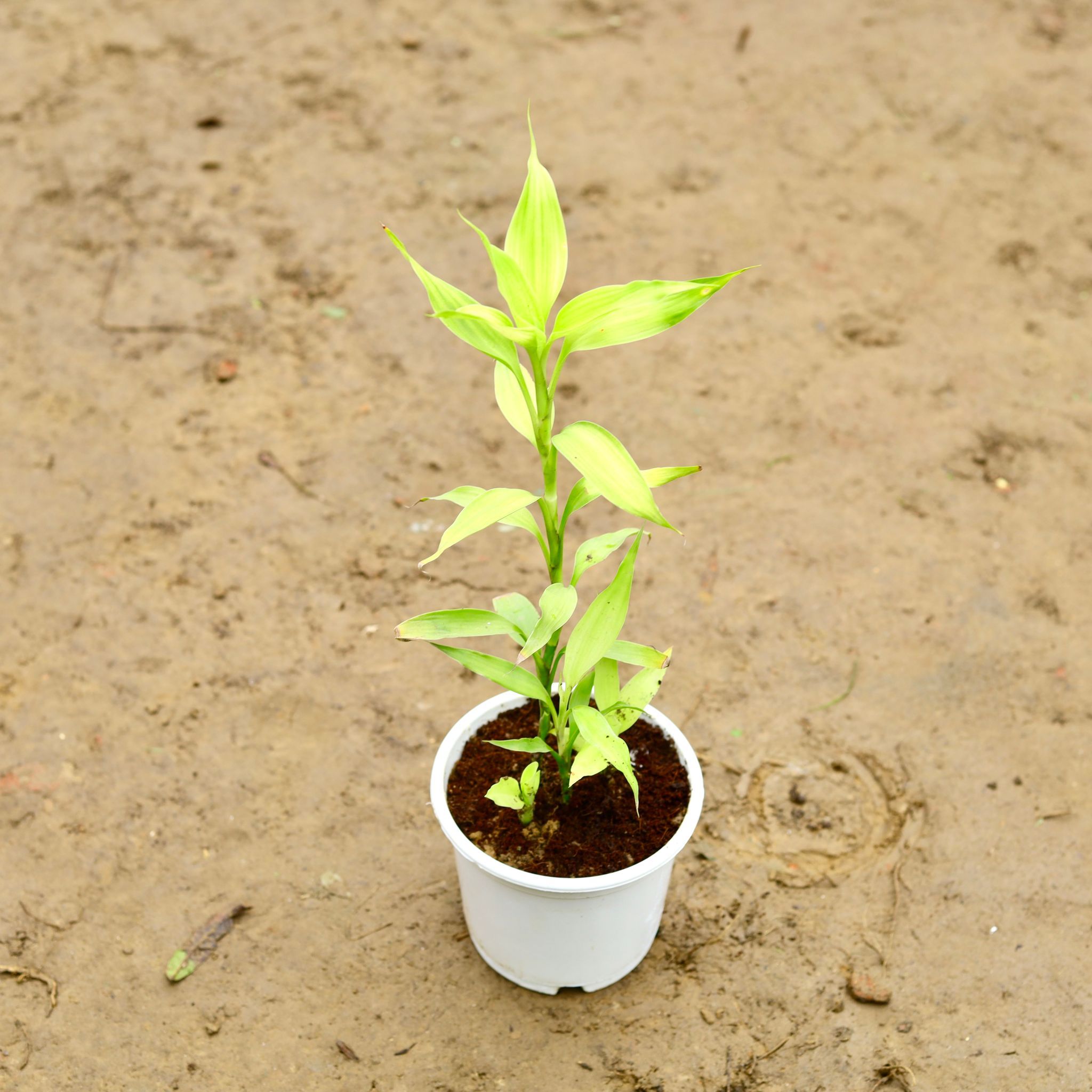 Lucky Bamboo in 5 Inch Nursery Pot