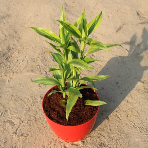 Golden Lucky Bamboo in 6 Inch Red Premium Orchid Round Plastic Pot