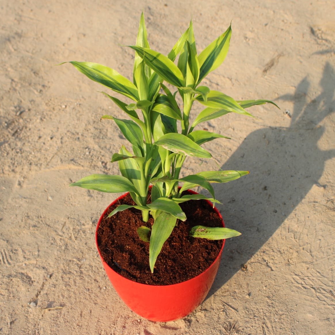 Golden Lucky Bamboo in 6 Inch Red Premium Orchid Round Plastic Pot