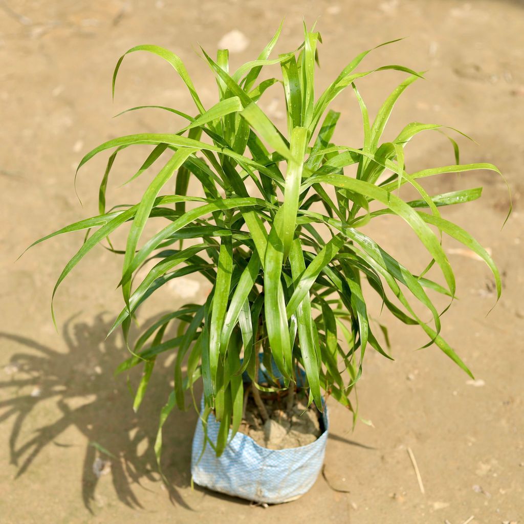 Buy Dracaena Green in 7 Inch Nursery Bag Online | Urvann.com Dracaena Green in 7 Inch Nursery Bag