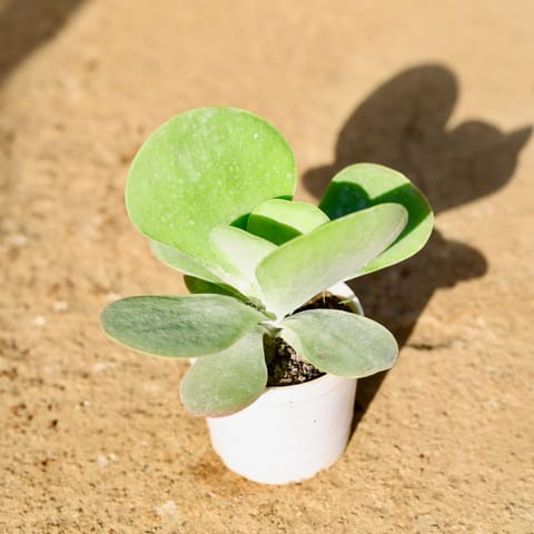 Kalanchoe Thyrsiflora in 3 Inch Nursery Pot