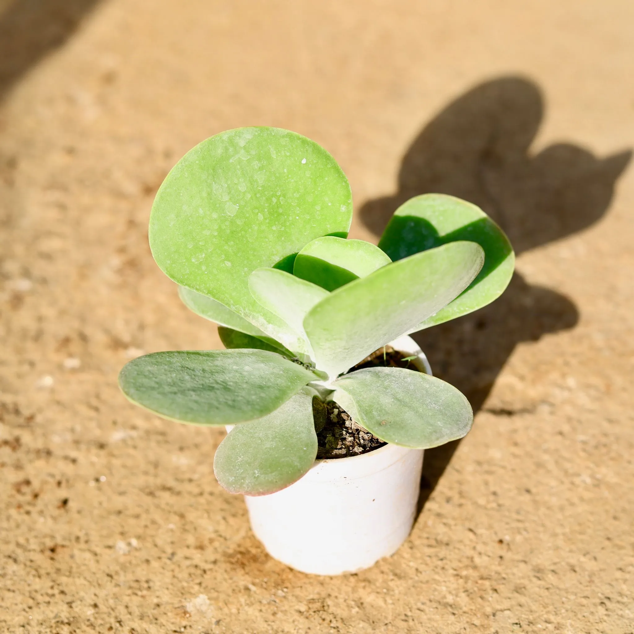 Kalanchoe Thyrsiflora in 3 Inch Nursery Pot