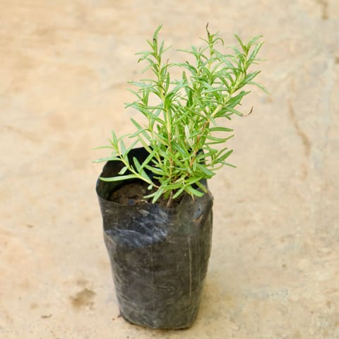 Rosemary in 4 Inch Nursery Bag