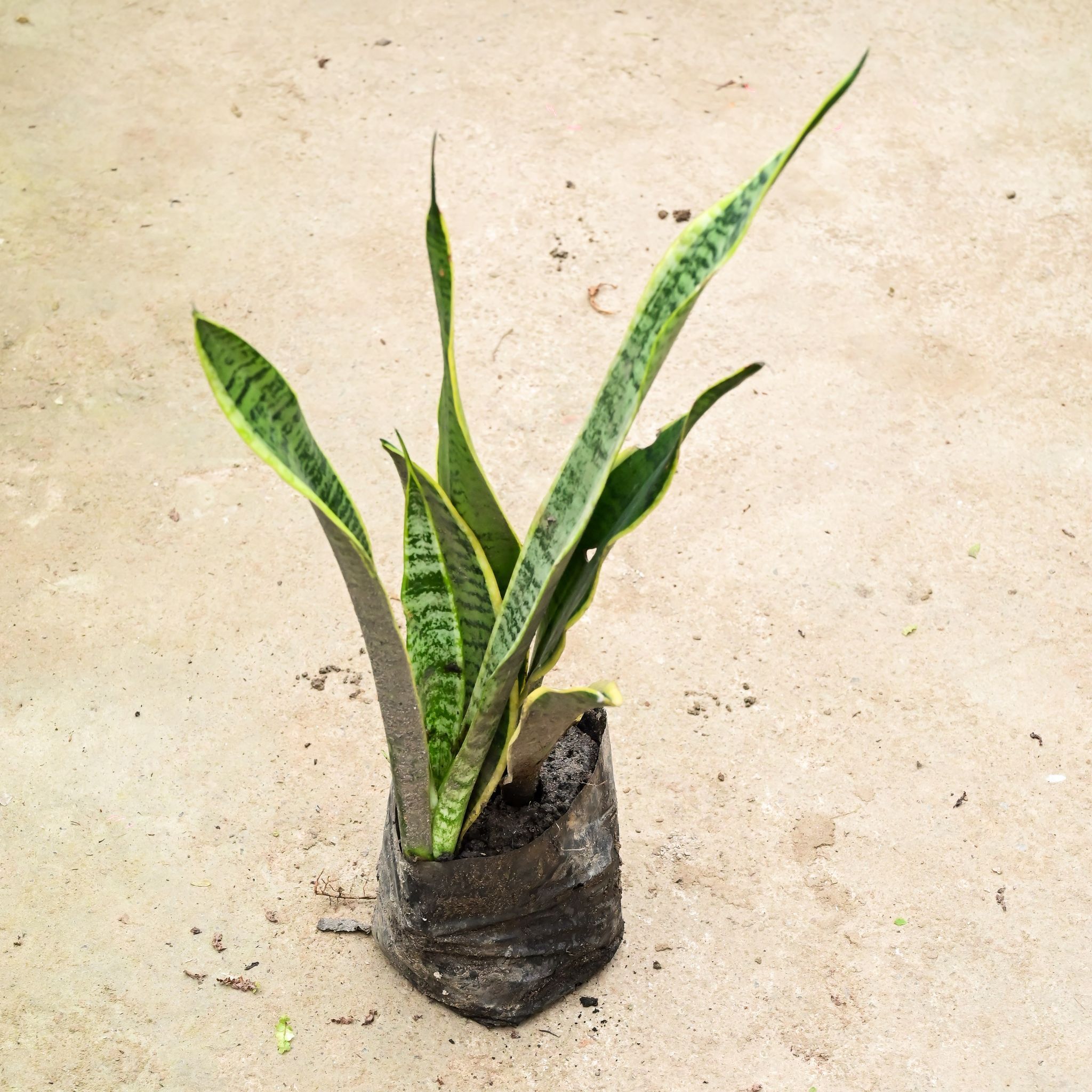 Snake Long Variegated in 8 Inch Nursery Bag