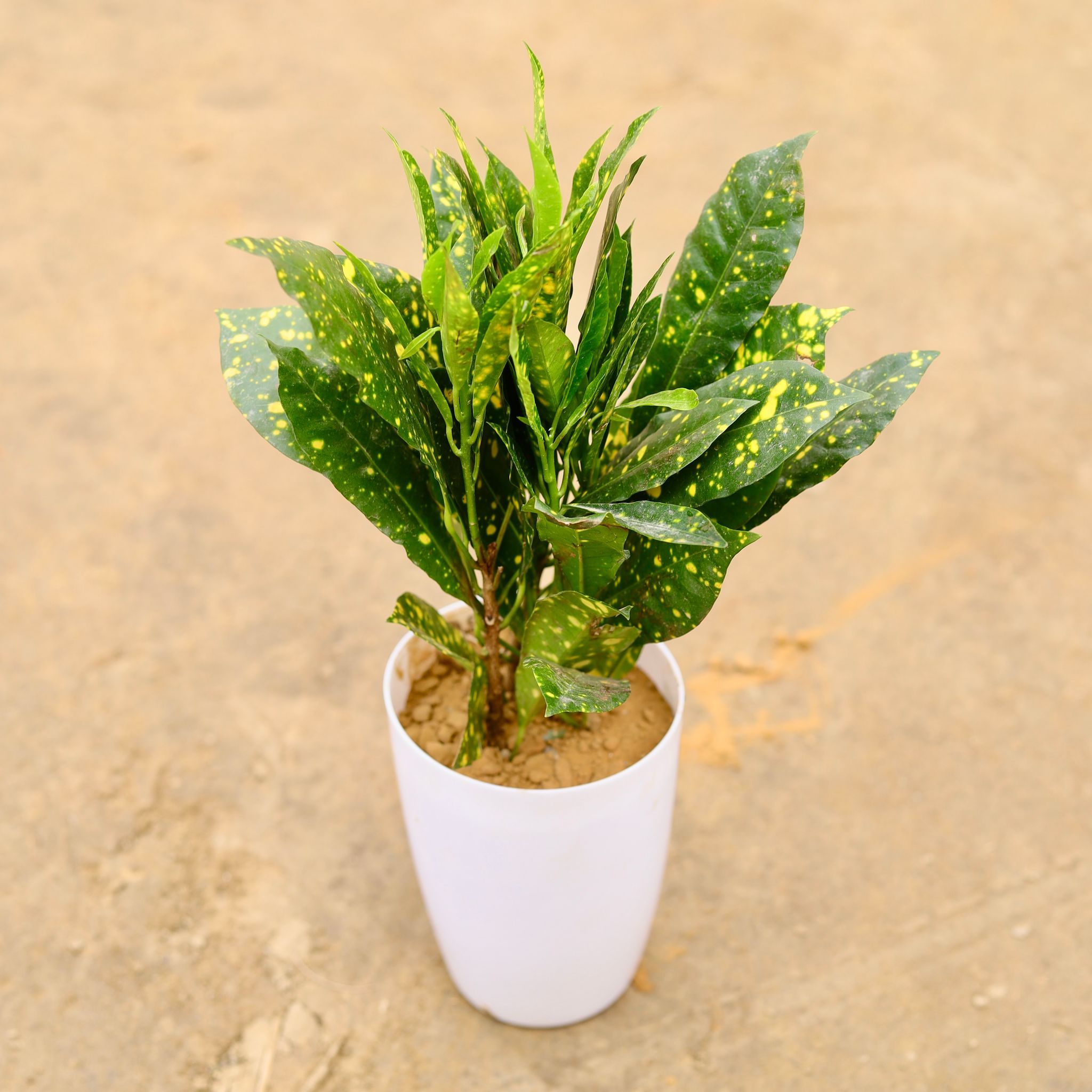 Baby Croton in 4 Inch Nursery Pot