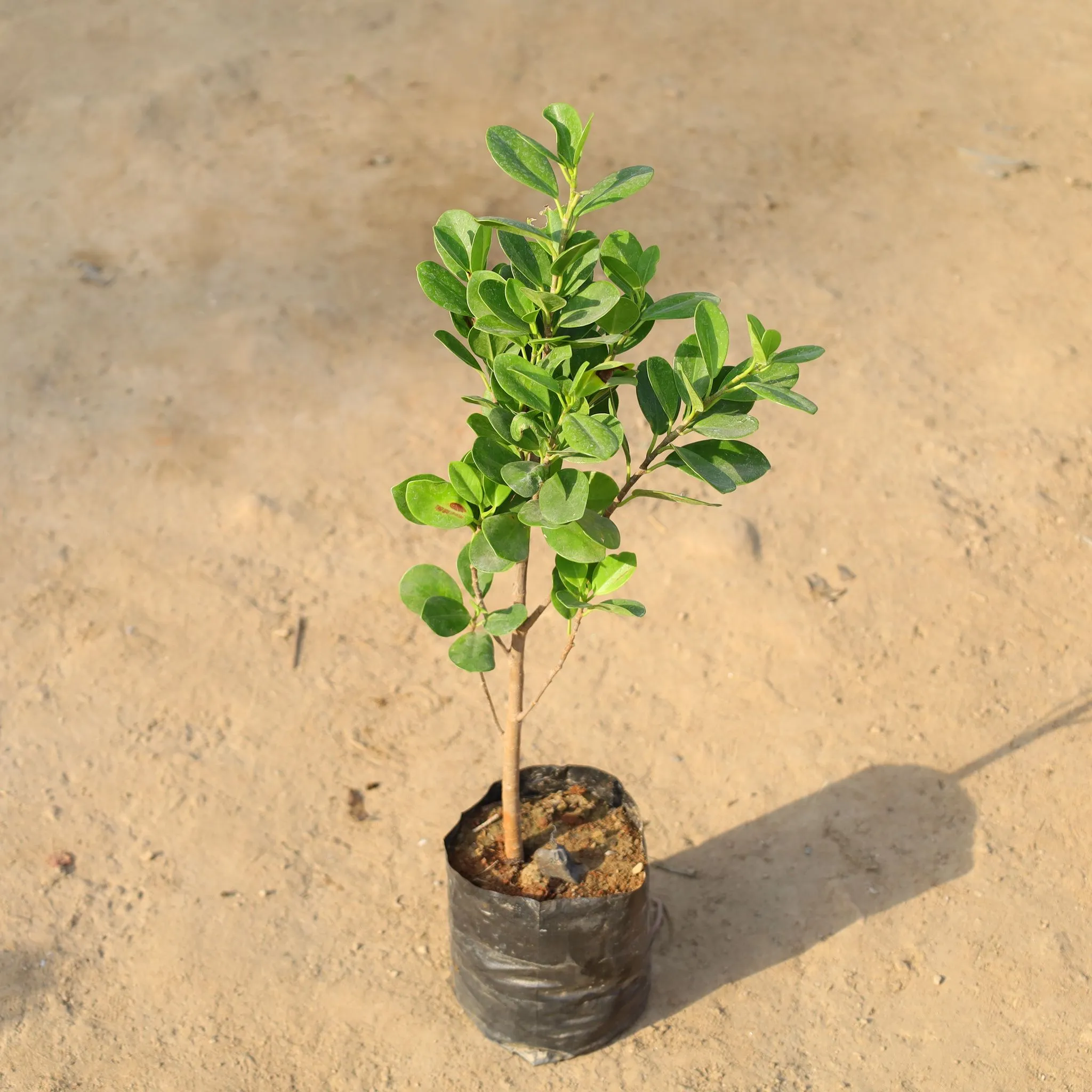 Ficus Moclaim in 4 Inch Nursery Bag