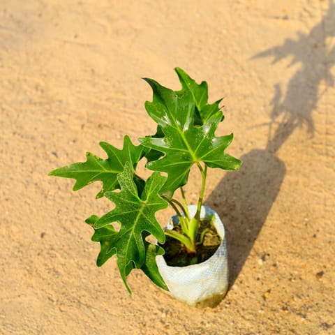 Philodendron Selloum in 4 Inch Nursery Bag